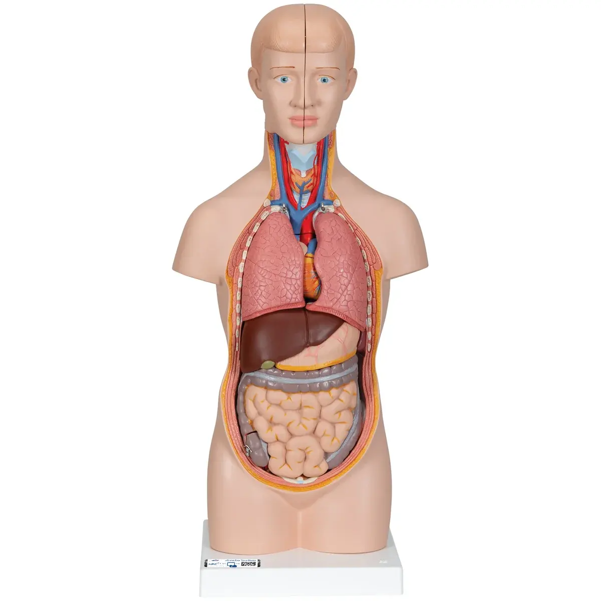 Mini Human Torso Model, 12-part